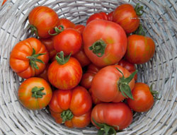 Un panier de tomates anciennes