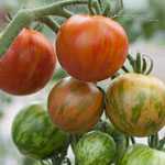 Tomate Tigrella Bicolore
