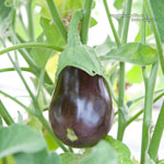 L'Aubergine Ronde Black Beauty