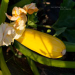 La Courgette Jaune Gold Rush