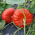 La courge potiron Rouge Vif d'Estampes