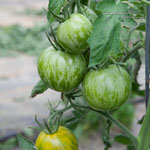 Tomate Green Zebra