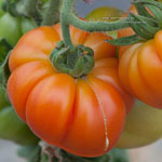 Tomate Marmande