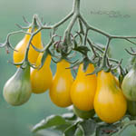 Tomate Poire Jaune